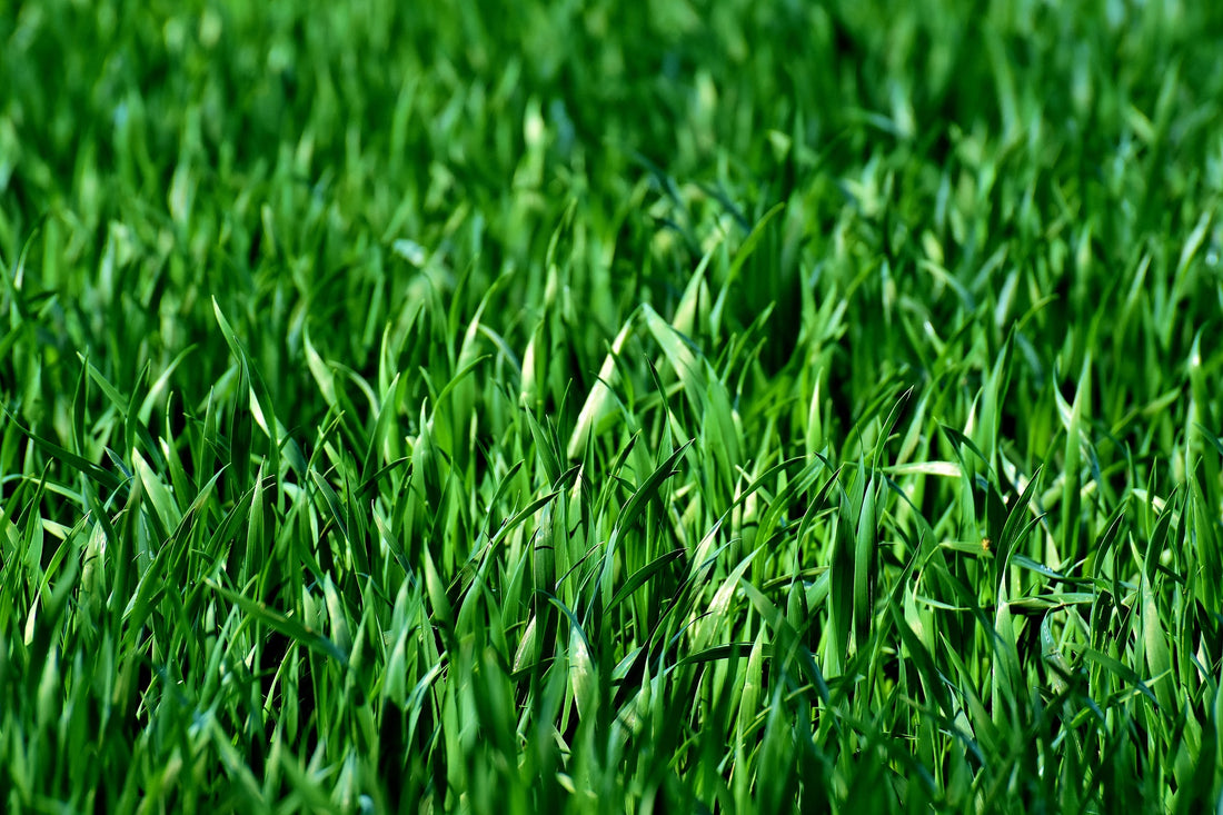 Lawns + Grasses