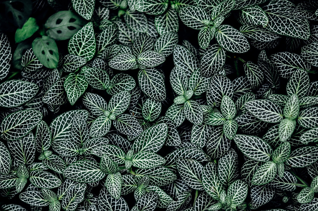 Groundcovers