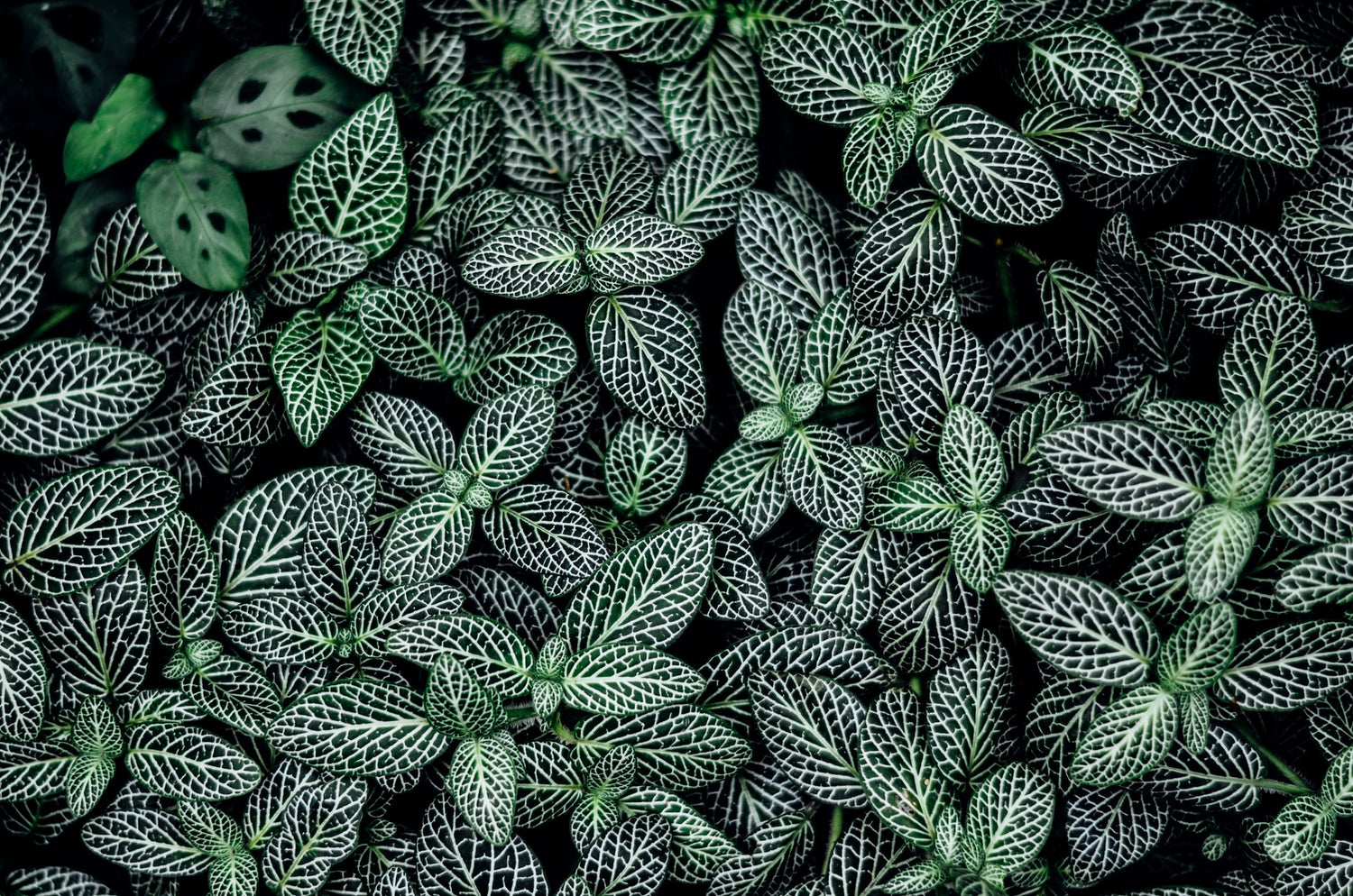 Groundcovers