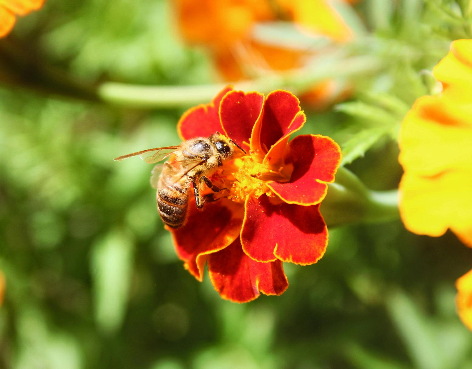 Bee-Friendly Plants