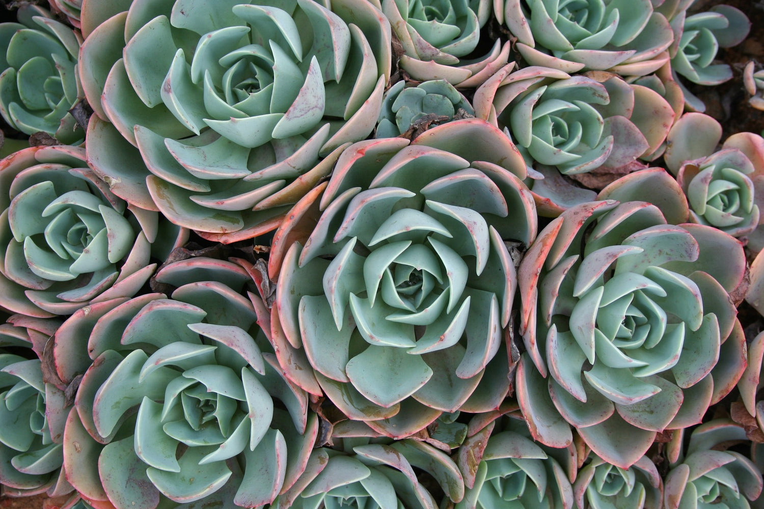 Succulents