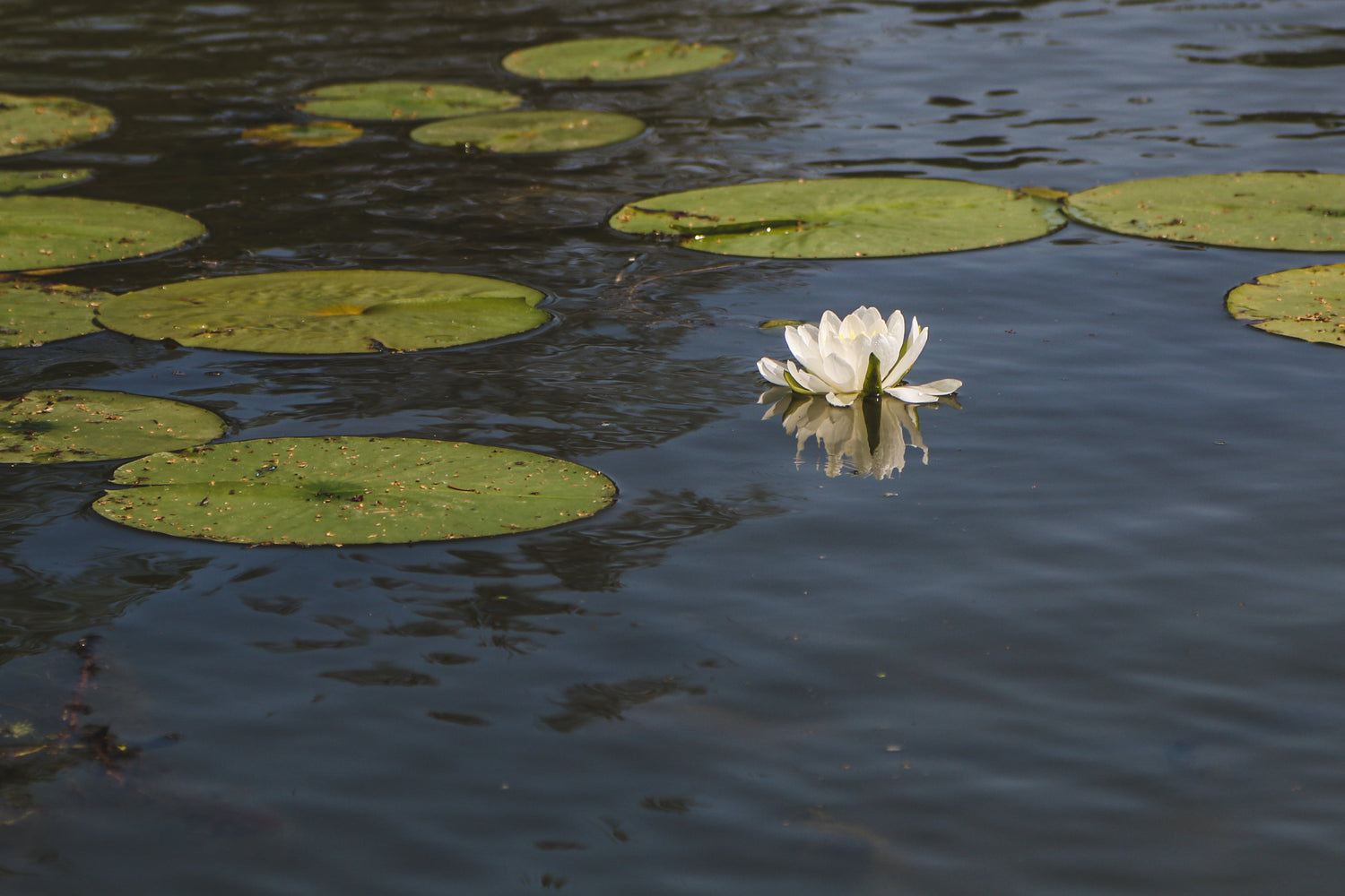 Aquatic Plants