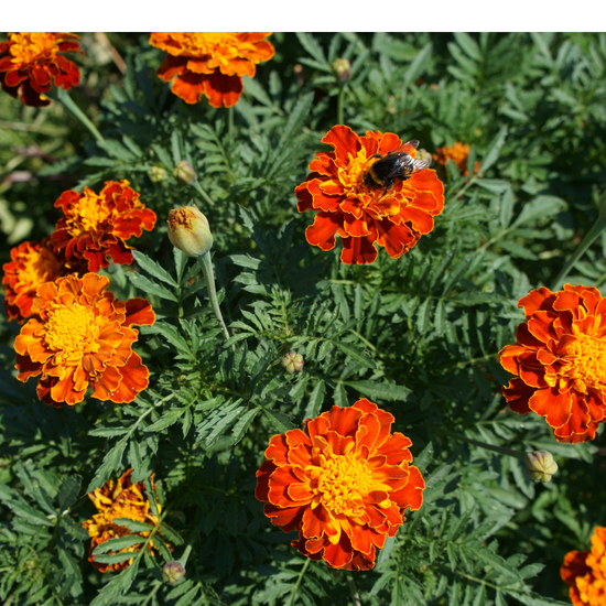 Tagetes patula ★ FRENCH MARIGOLD