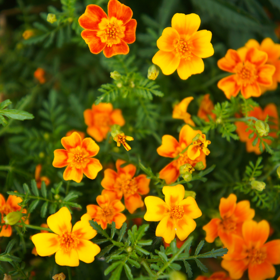 Tagetes tenuifolia ★ SIGNET MARIGOLD