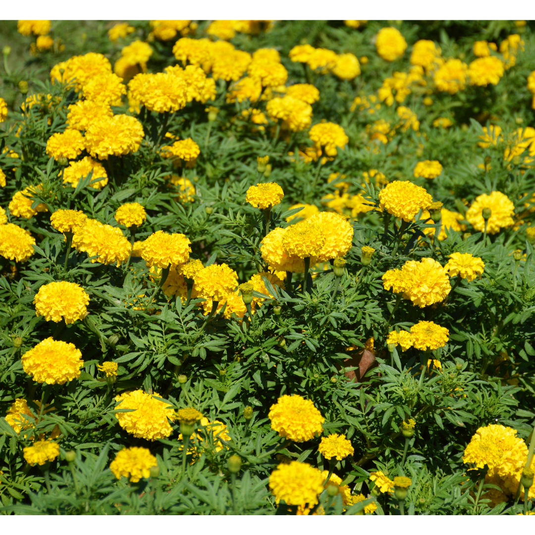 Tagetes erecta ★ MEXICAN MARIGOLD