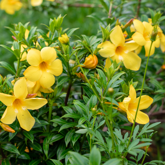 Allamanda cathartica ★ GOLDEN TRUMPET