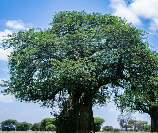 Adansonia digitata ★ AFRICAN BAOBAB