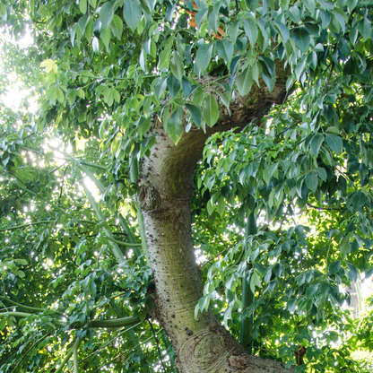 Adansonia digitata ★ AFRICAN BAOBAB