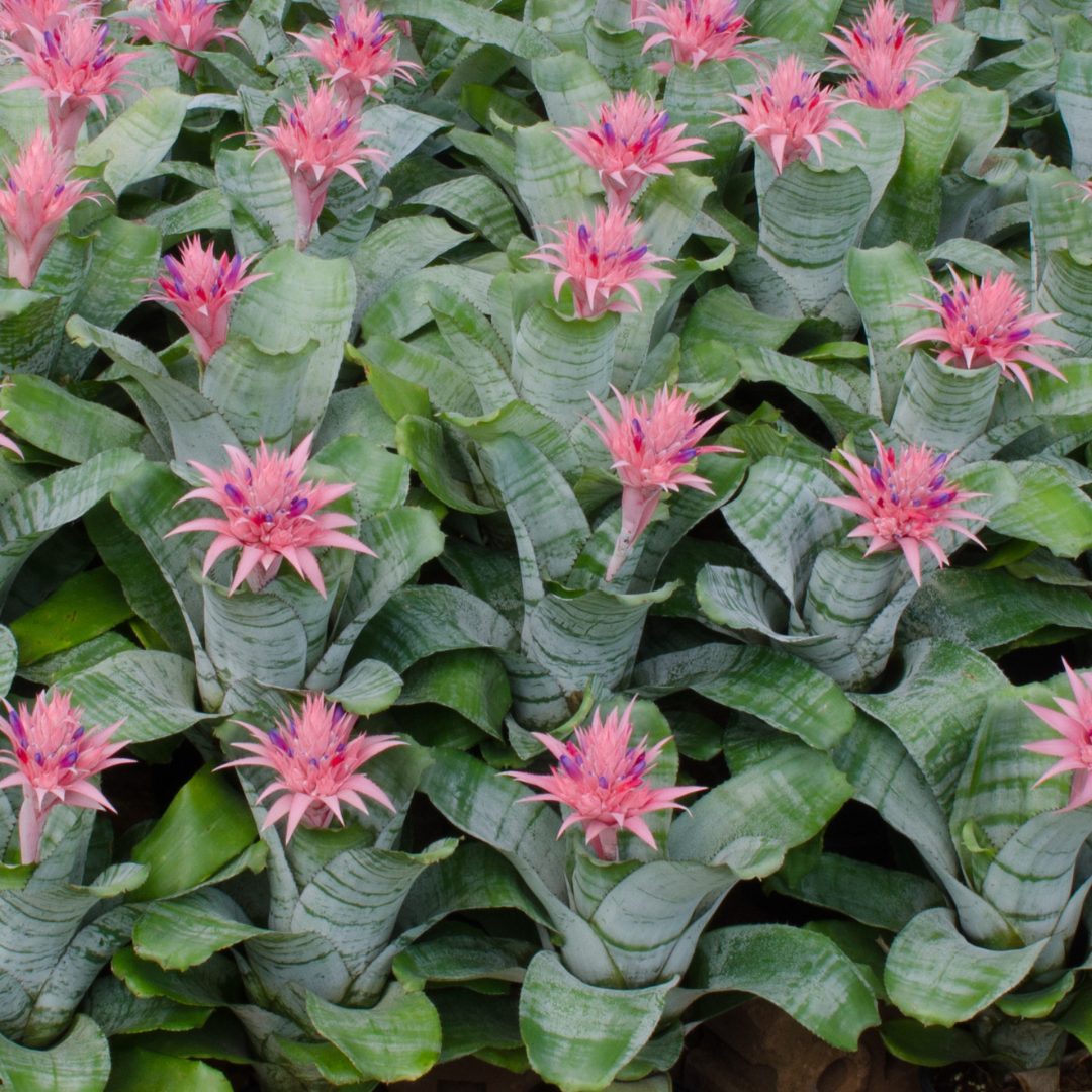 Aechmea fasciata ★ SILVER URN