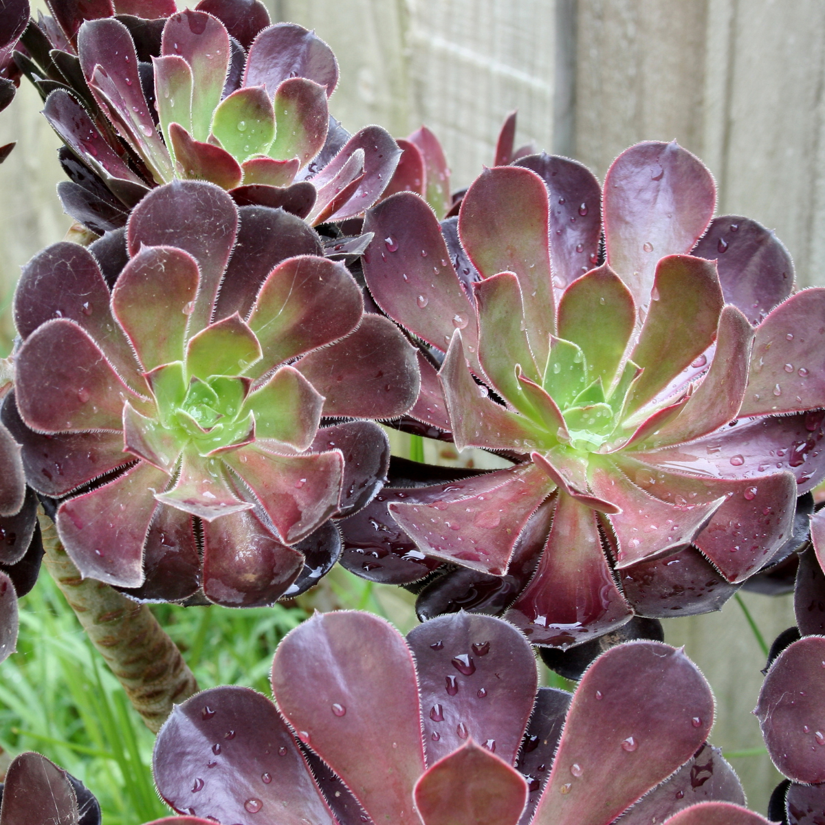Aeonium arboreum &