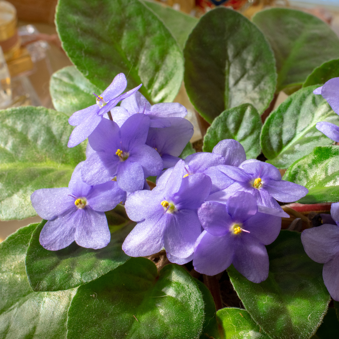 Streptocarpus ionanthus ★ AFRICAN VIOLET