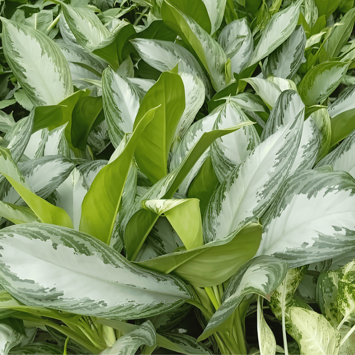 Aglaonema commutatum &