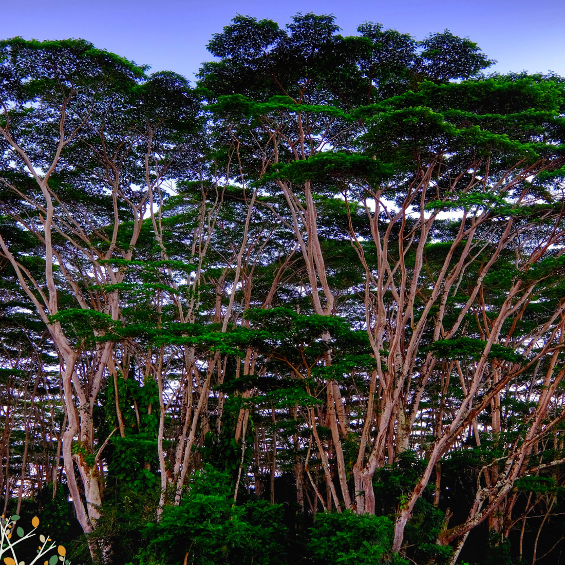 Albizia gummifera ★ PEACOCK FLOWER