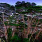 Albizia gummifera ★ PEACOCK FLOWER