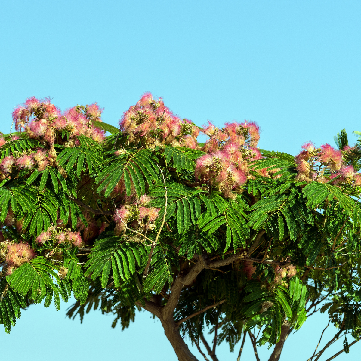Albizia gummifera ★ PEACOCK FLOWER