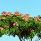 Albizia gummifera ★ PEACOCK FLOWER