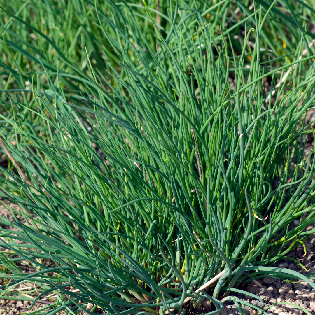 Allium schoenoprasum ★ Chives