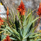 Aloe arborescens ★ TORCH ALOE