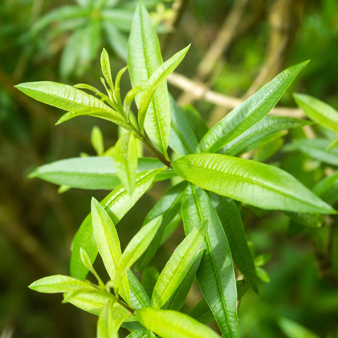 Aloysia citrodora ★ Lemon verbena