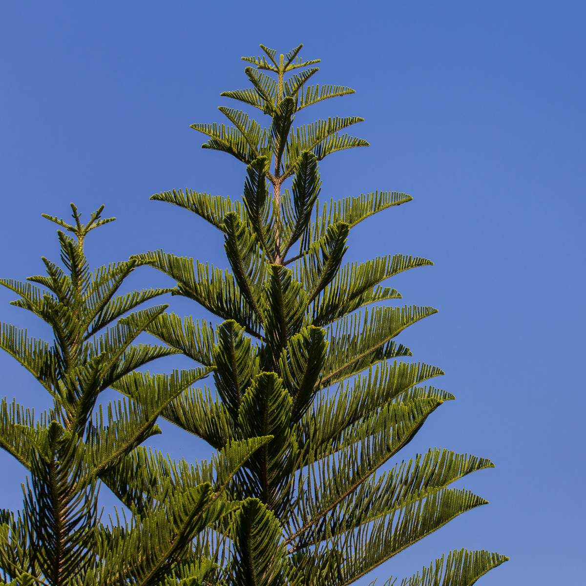 Araucaria heterophylla★ NORFOLK ISLAND PINE