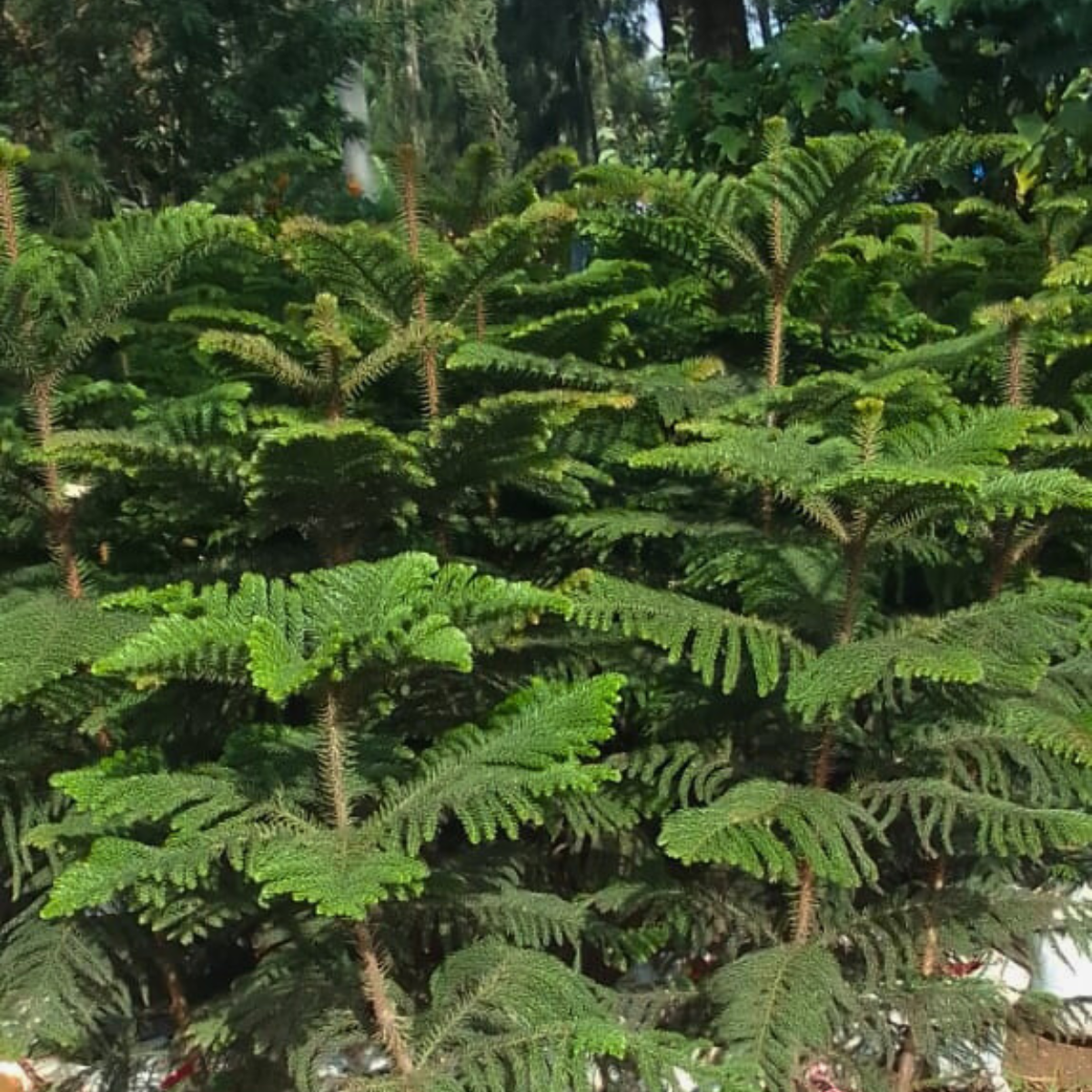 Araucaria heterophylla★ NORFOLK ISLAND PINE