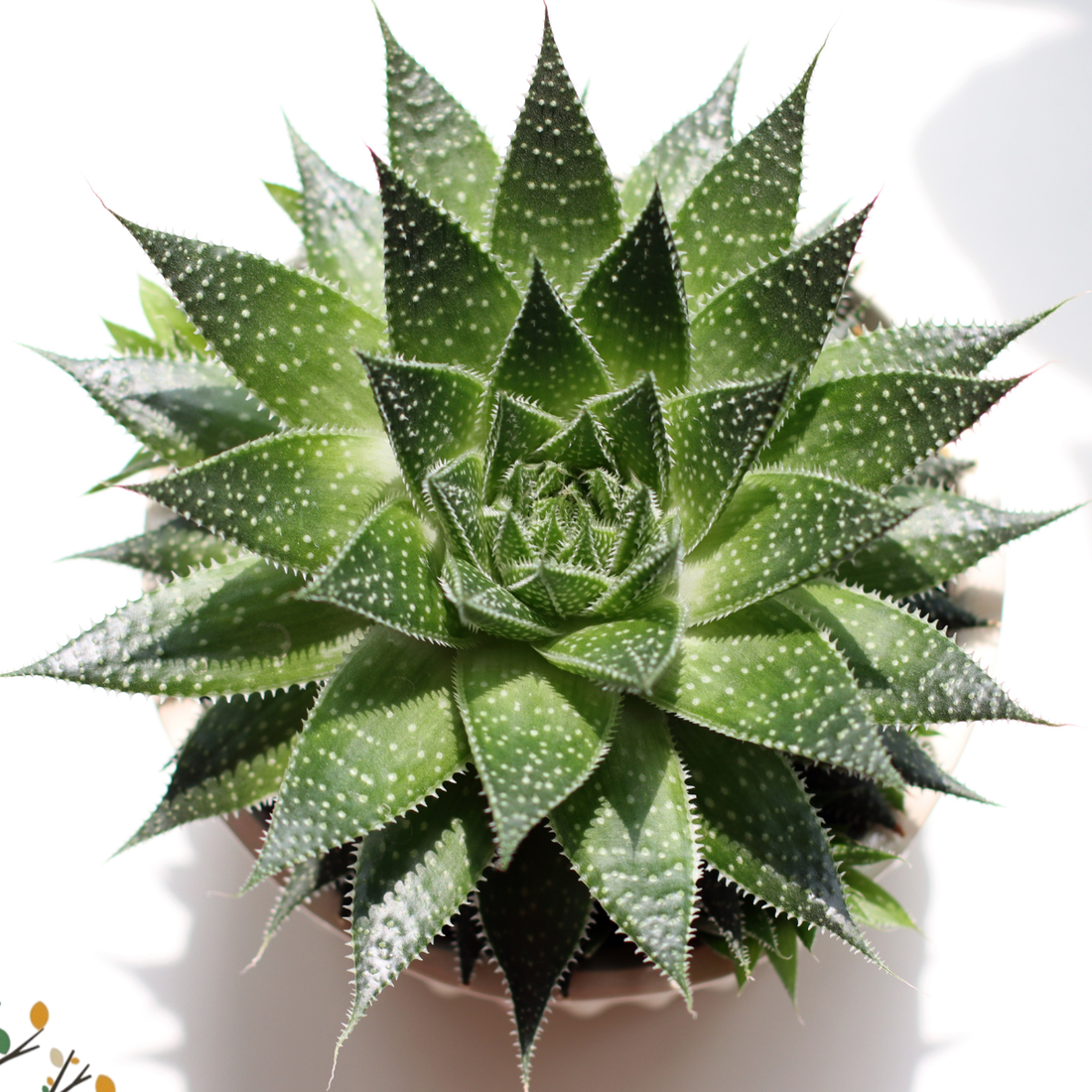 Aristaloe aristata ★ LACE ALOE