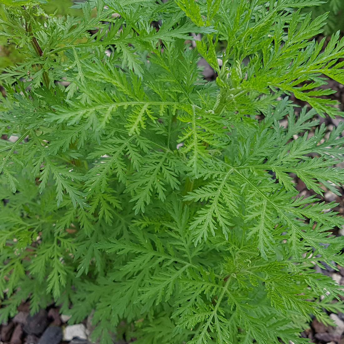 Artemisia annua ★ SWEET WORMWOOD