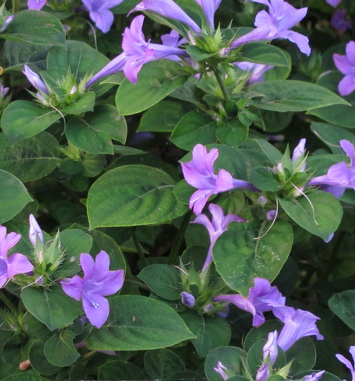 Barleria cristata★ BARLERIA