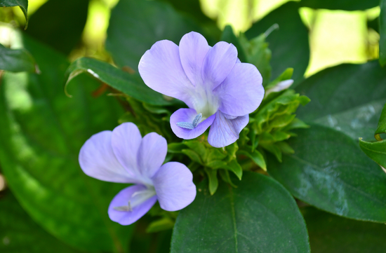 Barleria cristata★ BARLERIA