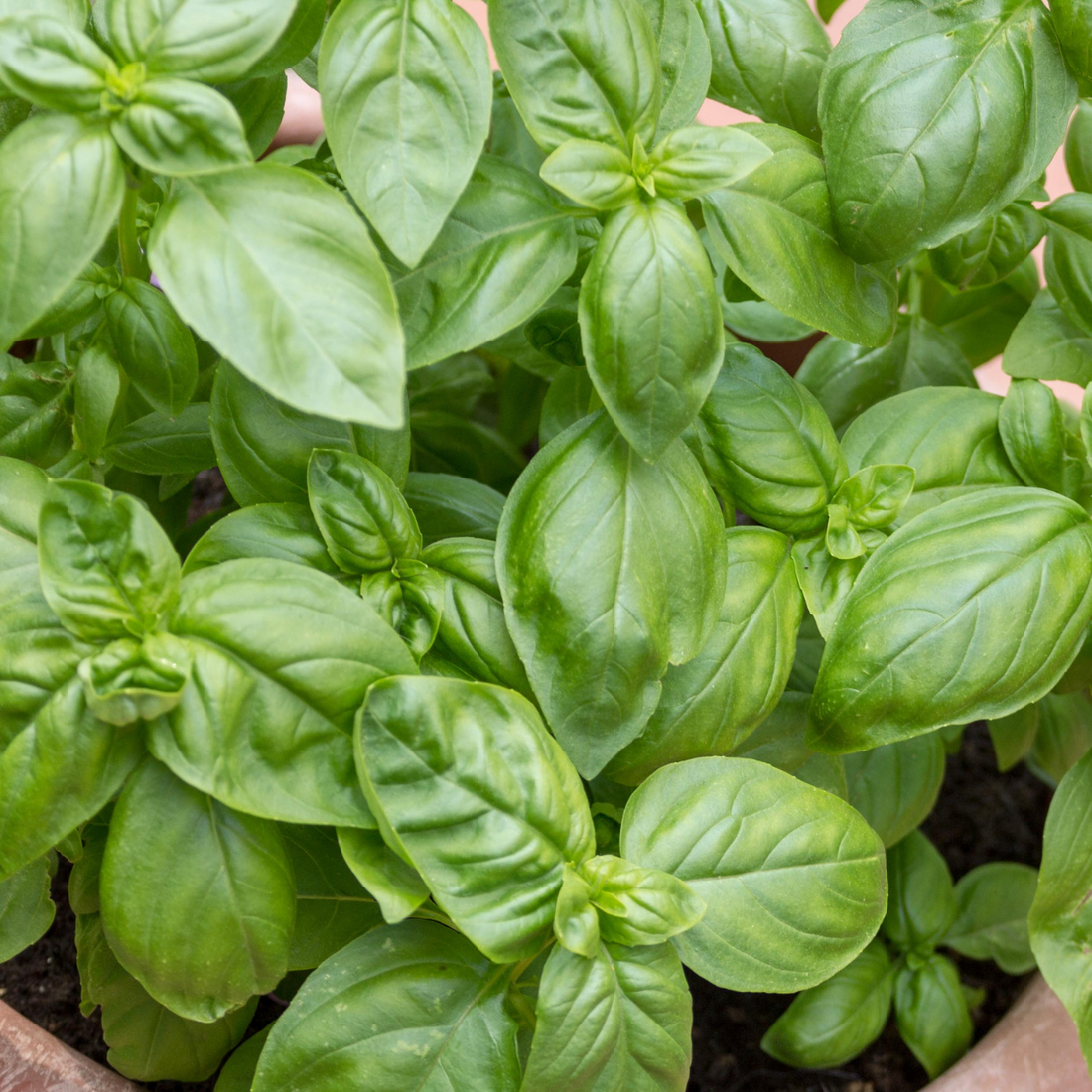 Ocimum basilicum ★ BASIL