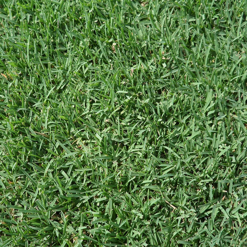 Cynodon dactylon  ★ BERMUDA GRASS