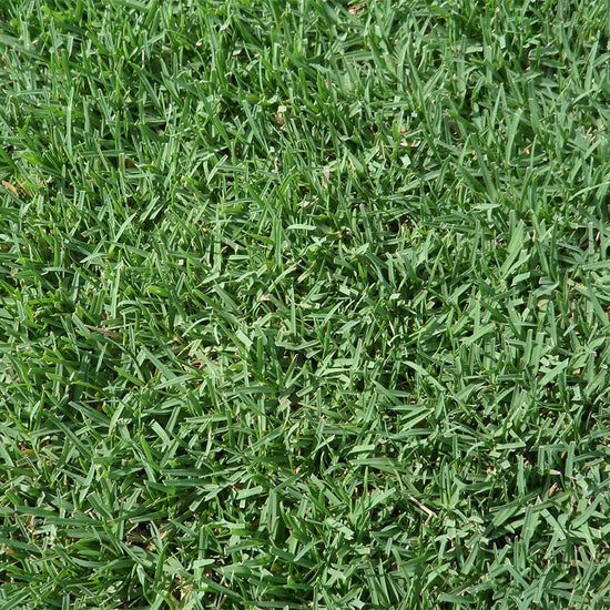 Cynodon dactylon  ★ BERMUDA GRASS