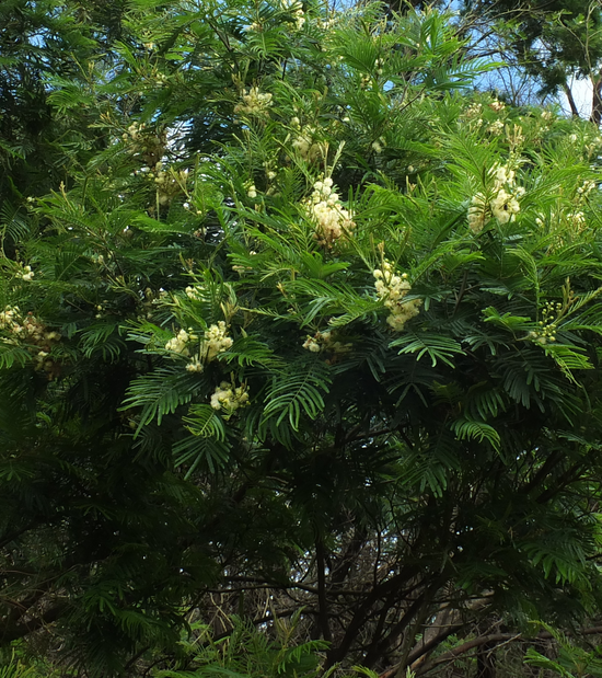 Acacia nilotica ★ GUM ARABIC TREE