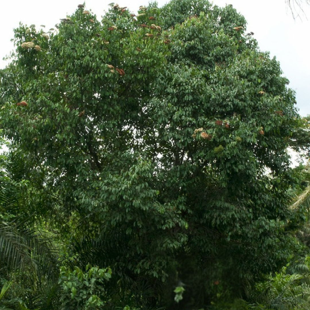 Bridelia micrantha ★ COAST GOLDLEAF