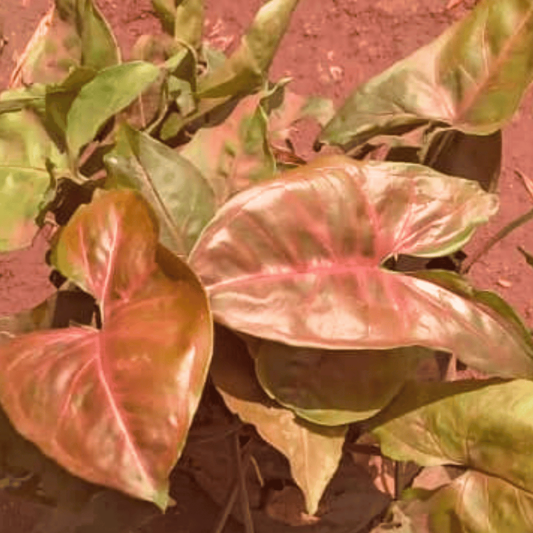 Syngonium podophyllum &