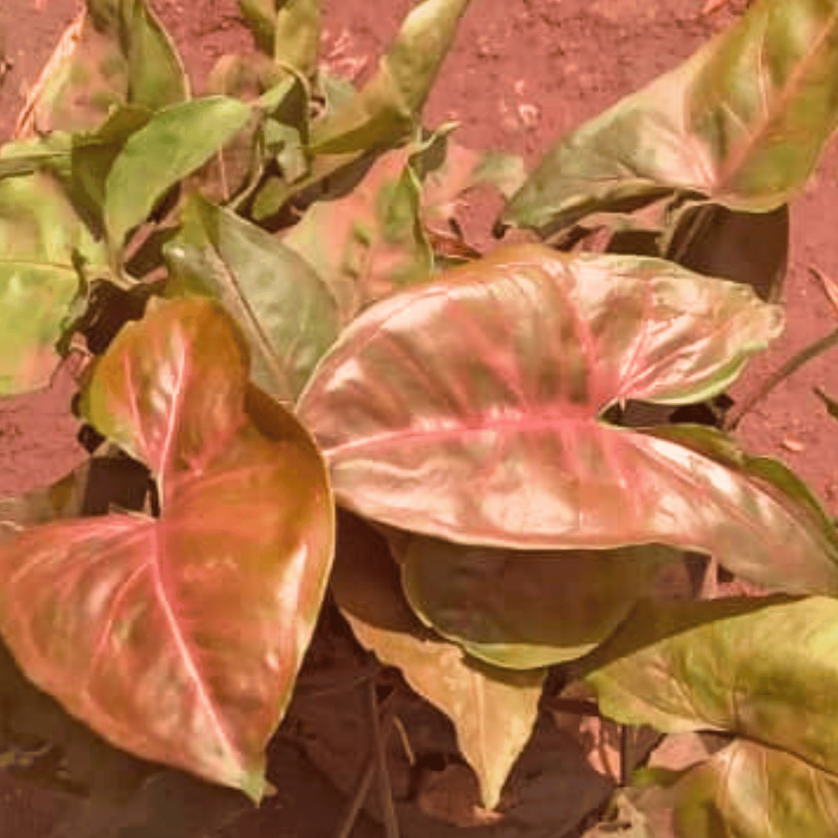 Syngonium podophyllum &