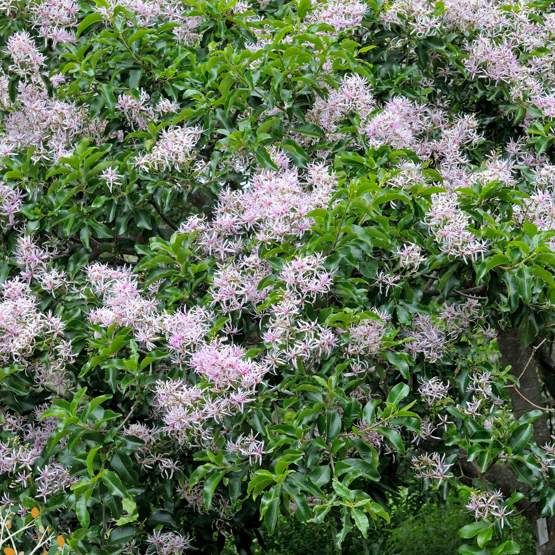 Calodendrum capense ★ CAPE CHESTNUT