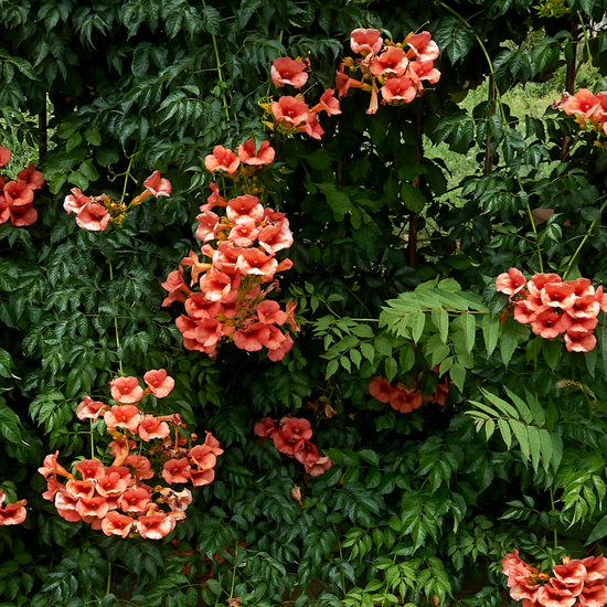 Campsis radicans ★ TRUMPET CREEPER