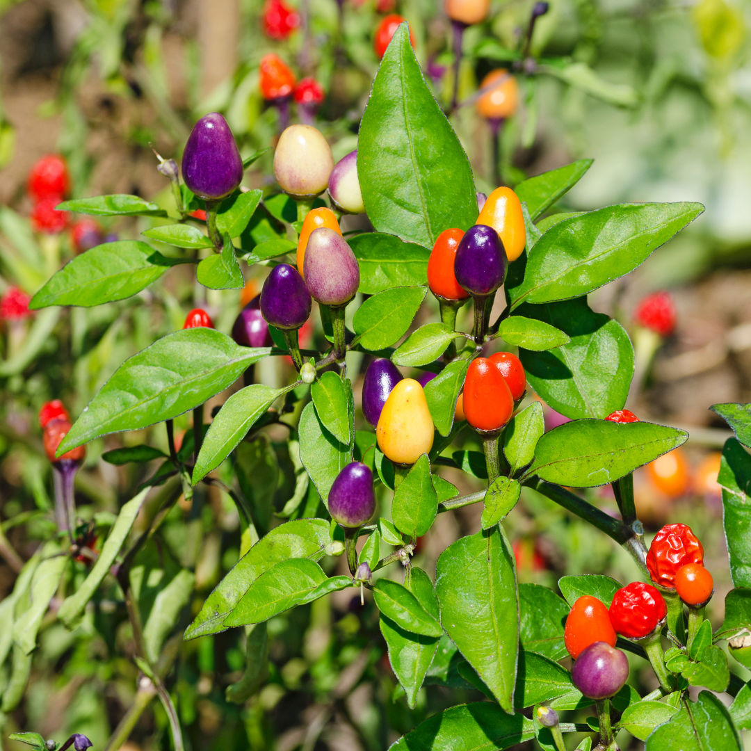 Capsicum spp ★ Bolivian rainbow pepper