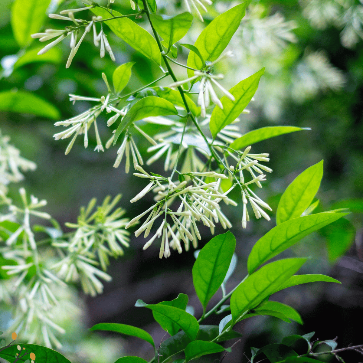Cestrum nocturnum ★ NIGHT-BLOOMING JASMINE