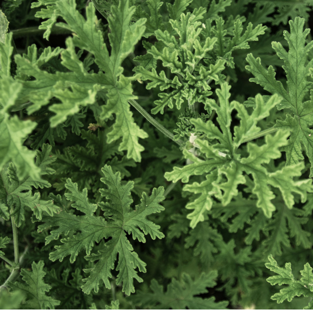 Pelargonium citrosum ★ Citronella