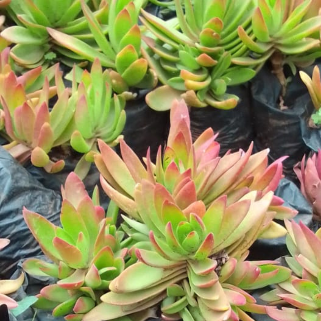 Crassula capitella ★ RED PAGODA