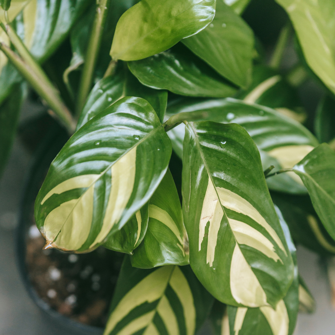 Ctenanthe lubbersiana ★ GOLDEN MOSAIC PLANT