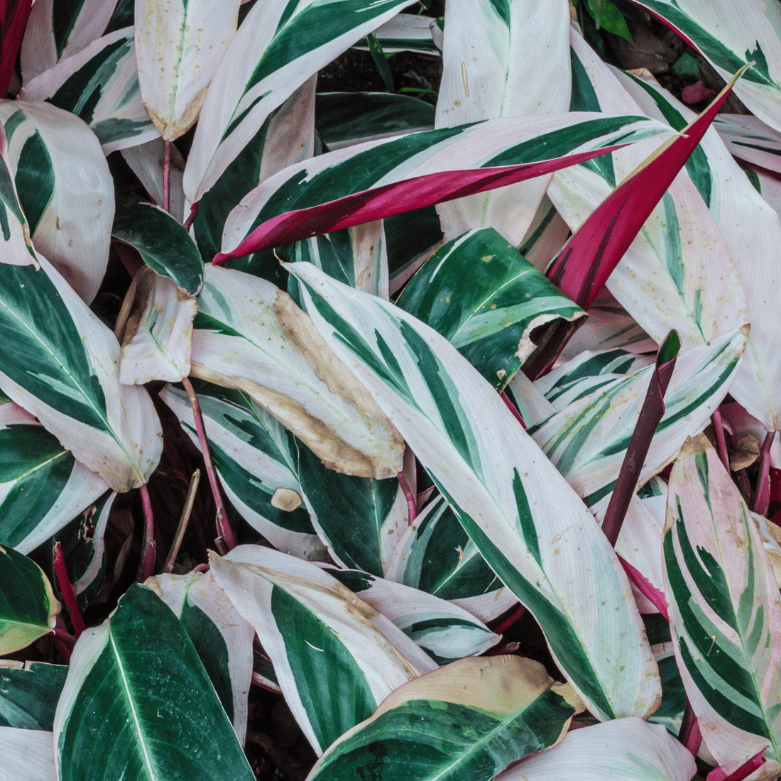 Ctenanthe oppenheimiana &