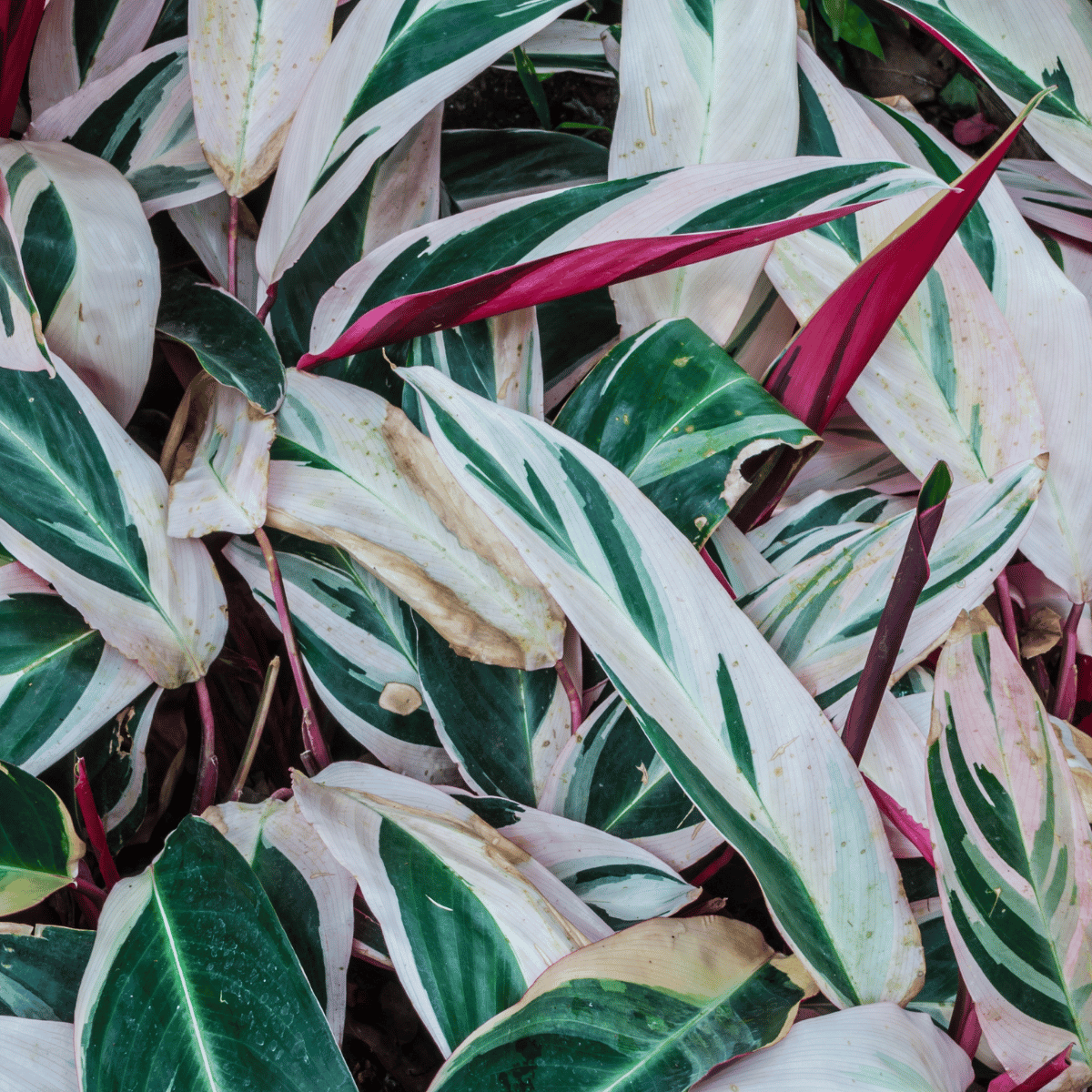Ctenanthe oppenheimiana &