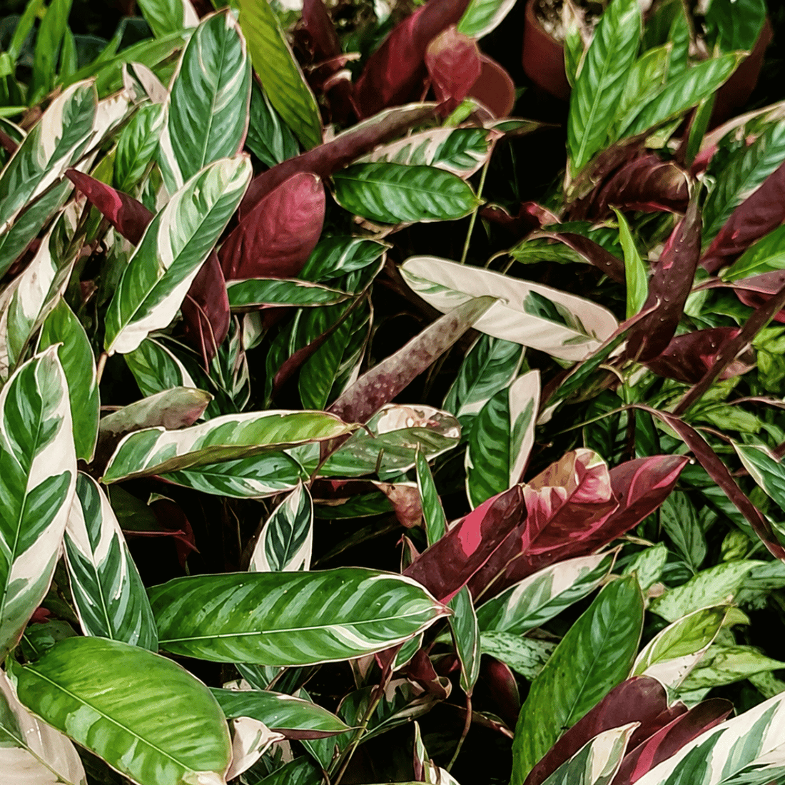 Ctenanthe oppenheimiana &