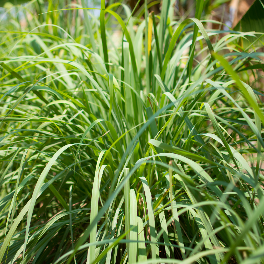 Cymbopogon citratus ★ Lemon grass