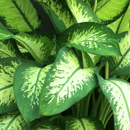 Dieffenbachia oerstedii ★ DUMB CANE