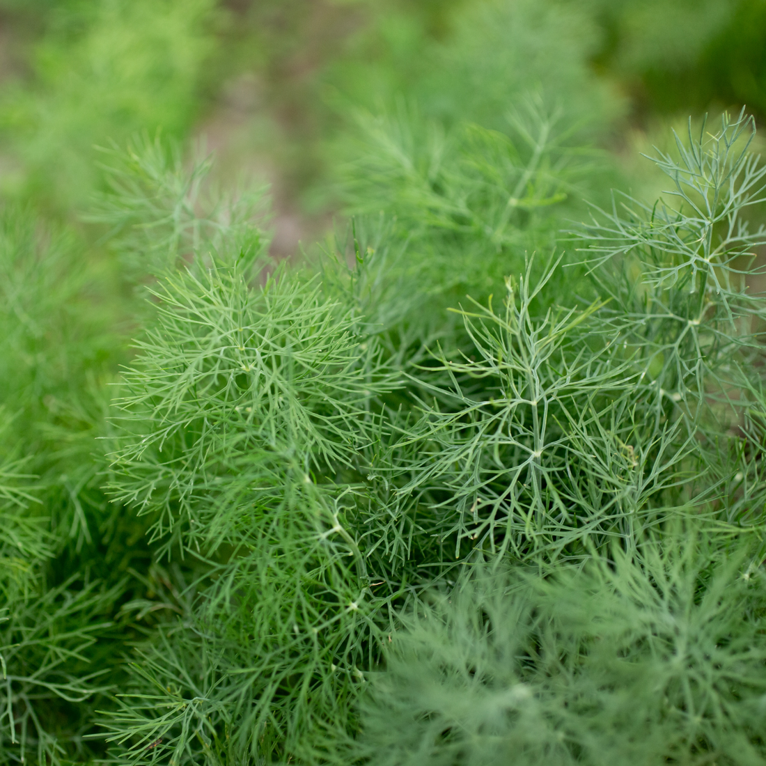Anethum graveolens ★ DILL
