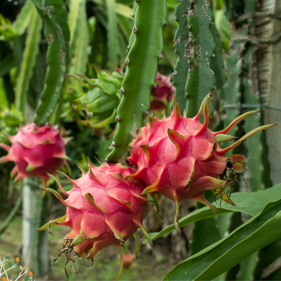 Selenicereus spp ★ DRAGON FRUIT